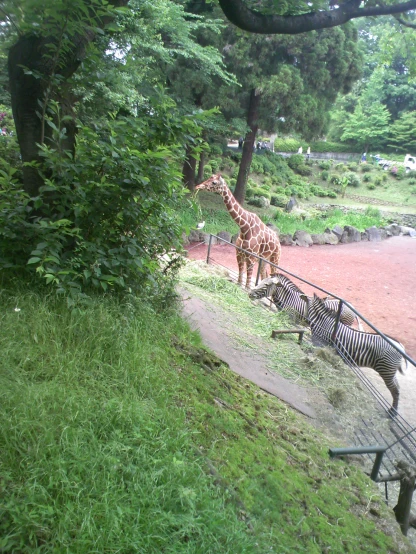 a giraffe is standing by the grass and a fence
