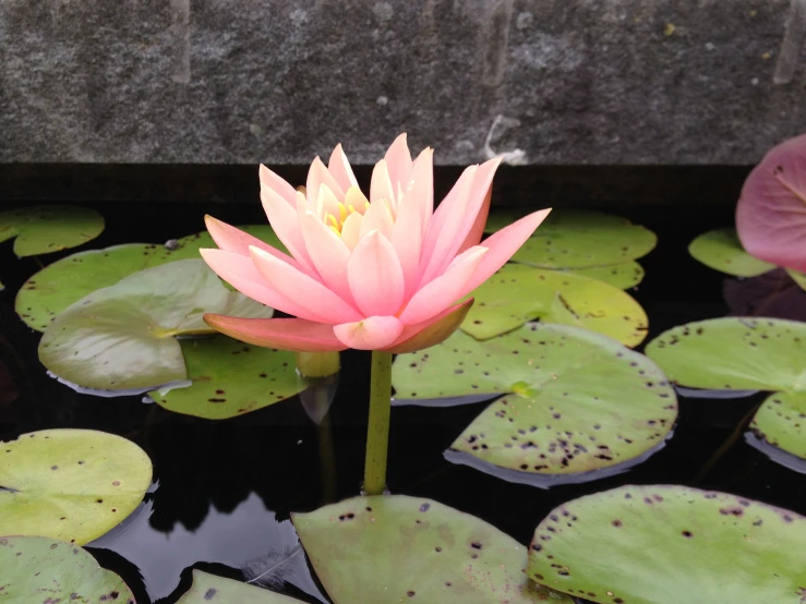 the lotus is in full bloom next to some water lilies