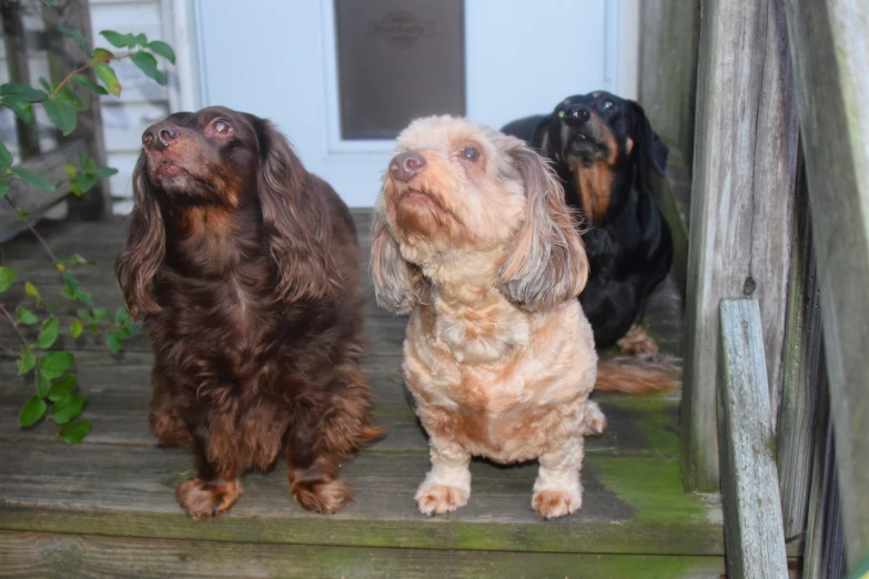 three dogs on the step of a home looking up