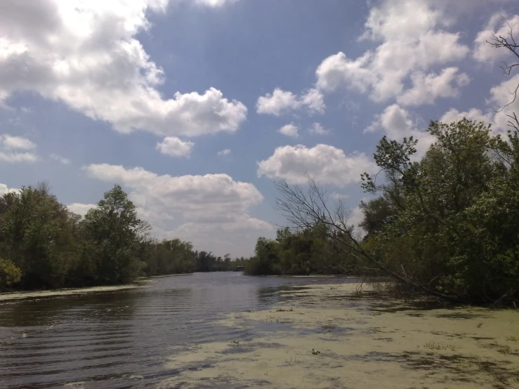 water near trees is brown and brown