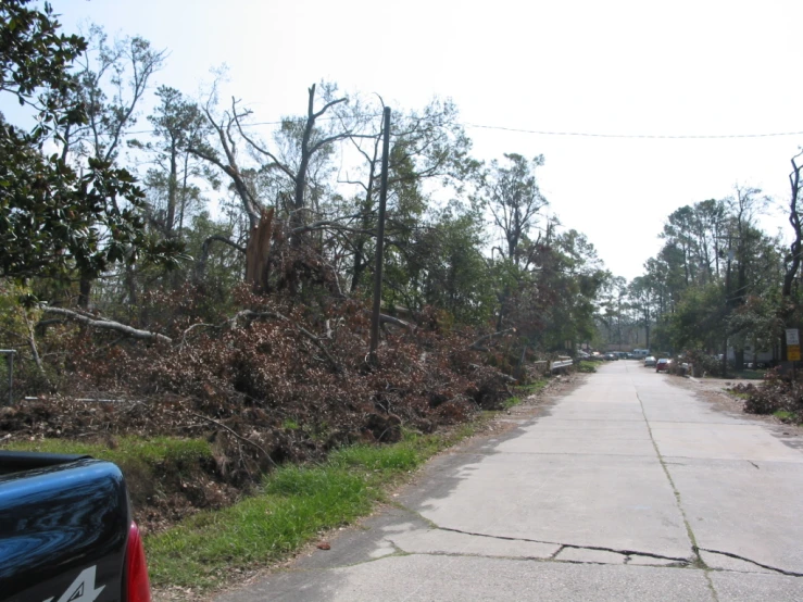 a street with a bunch of trees uprooted