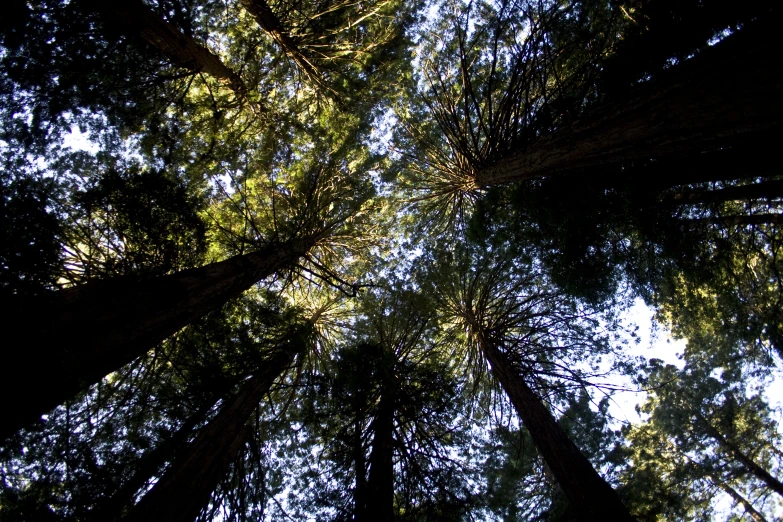 the canopy of tall trees in the forest