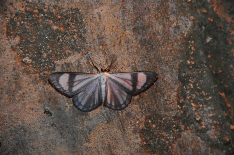 the erfly has long striped wings and is black, white and pink