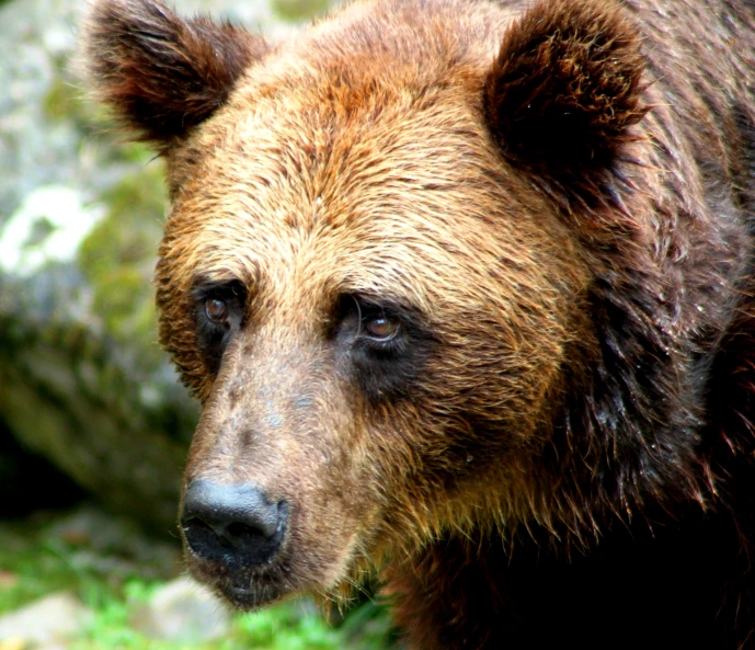 a big brown bear is walking around the woods