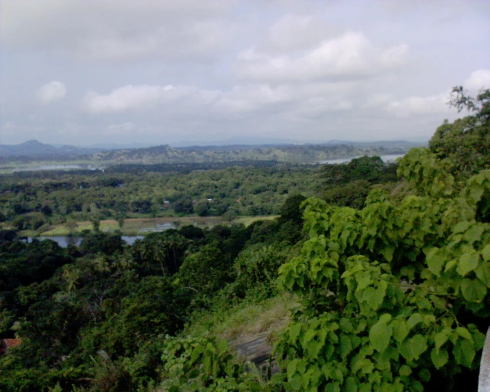 a lush green jungle with lots of trees