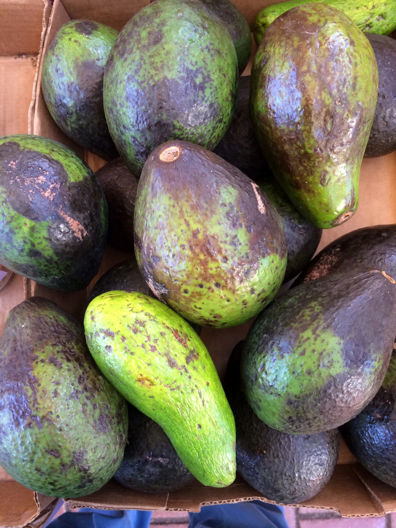 a box full of avocado that have been riped