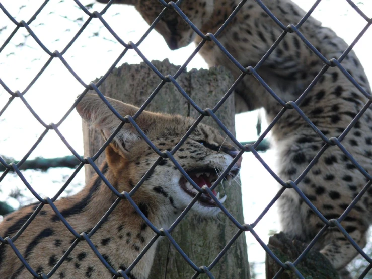 two snow leopards sitting in the trees behind the fence