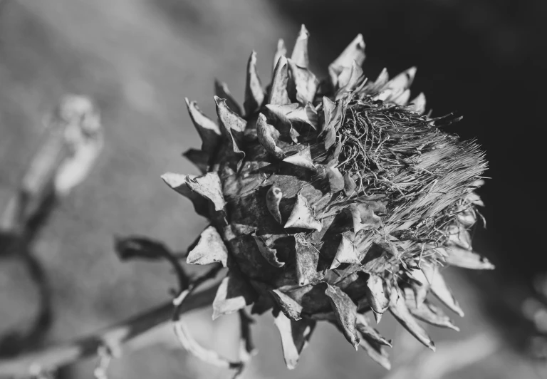 a close up image of a plant with several leaves