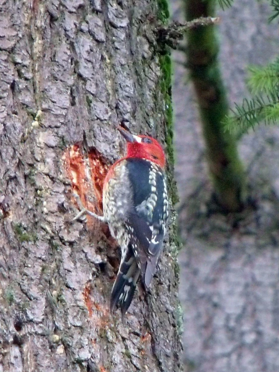 a bird is sitting in the hole of a tree