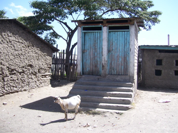 a goat standing in front of a wooden doorway