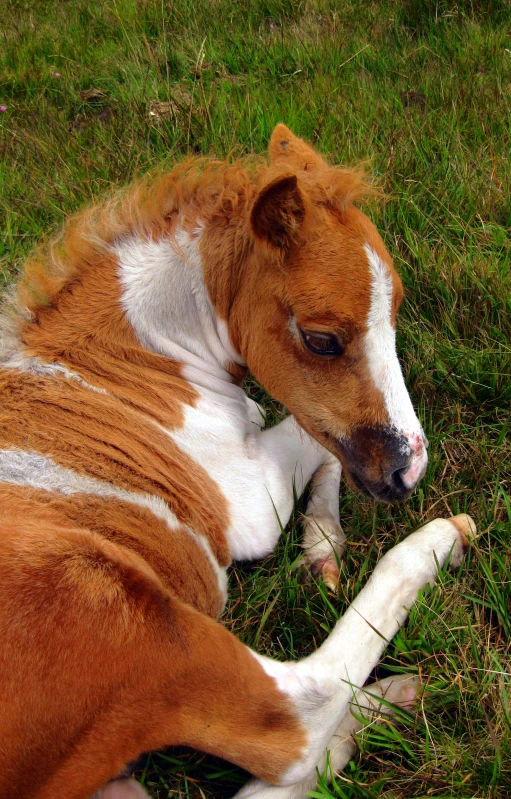 the horse is laying down in the grass