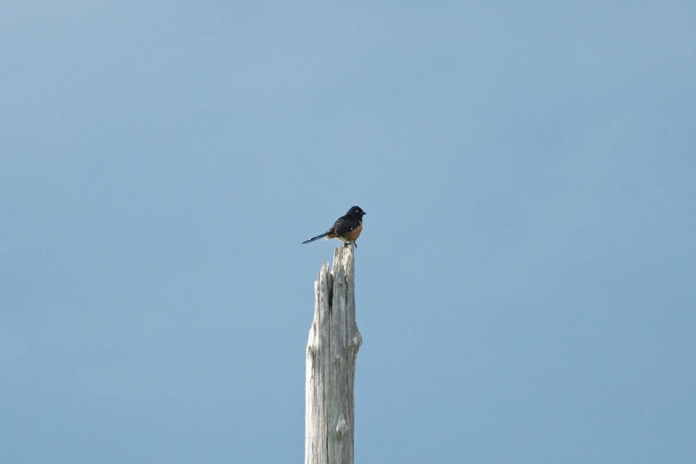 a bird sits on the top of a wooden post