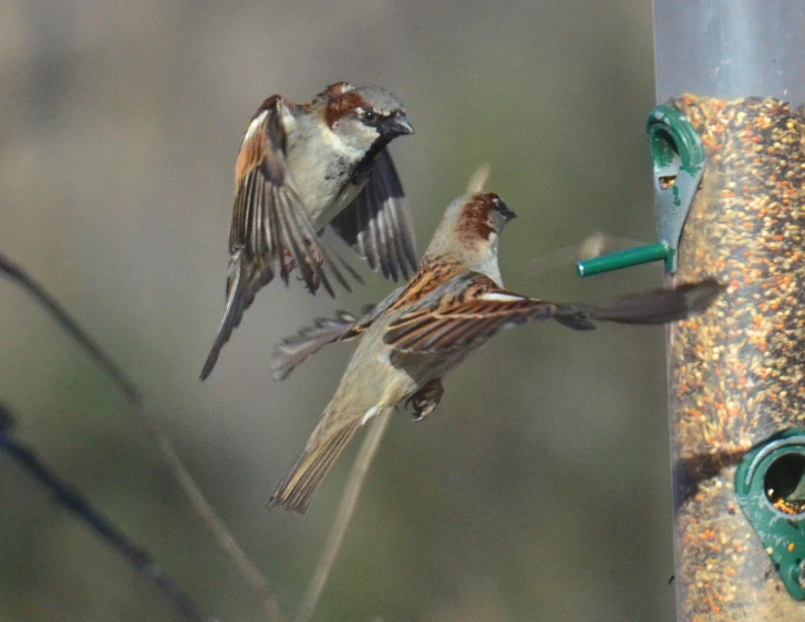 two brown white and black birds on a feeder