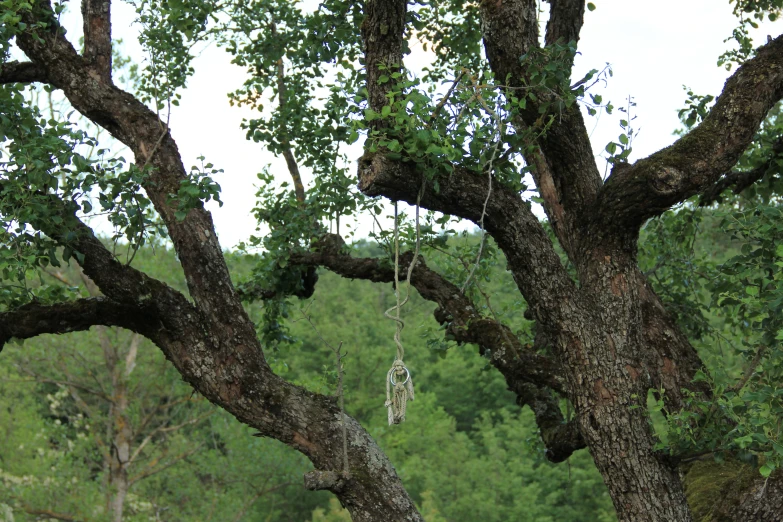 an empty tree swing is hanging from a large oak tree