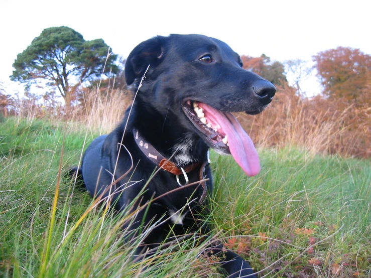 a black dog sitting in the grass with its tongue hanging out