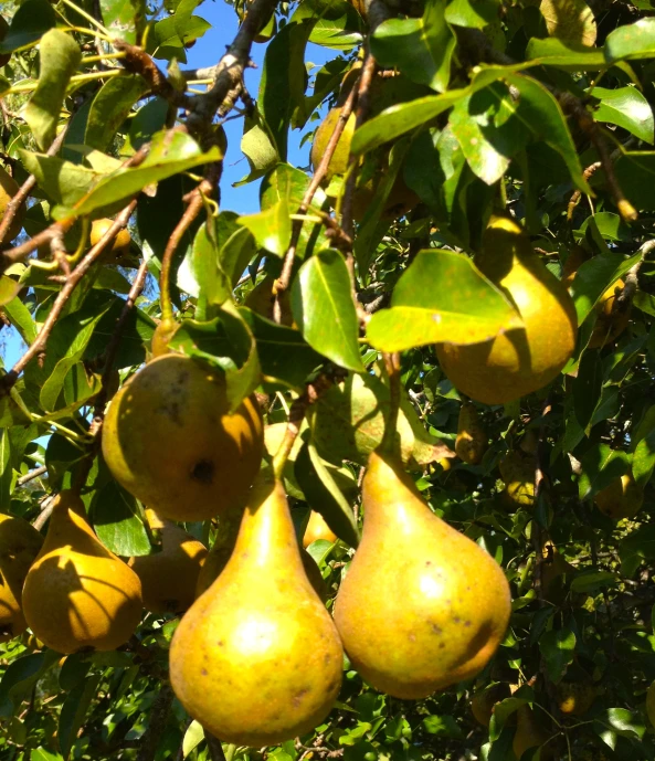 a bunch of pears hanging off of a tree