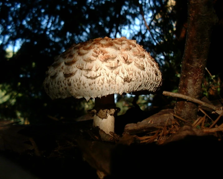 a mushroom with lots of brown spots on it sitting on the ground