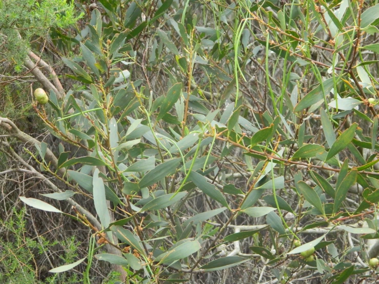 an eucalyptus tree with the leaves still green