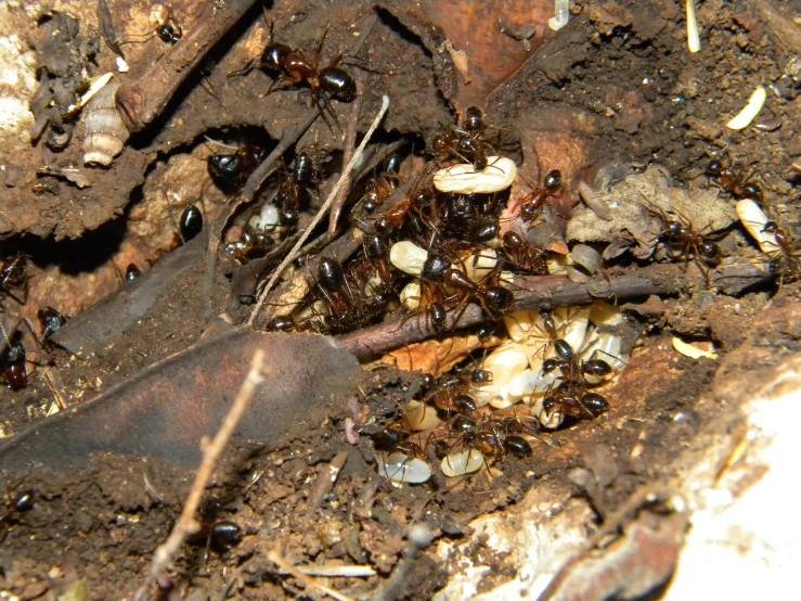 an ants crawling in the mud near grass