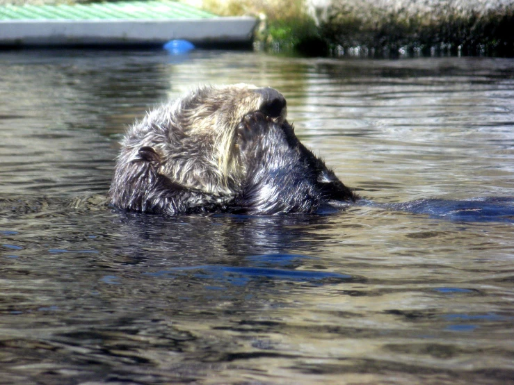 an animal is in the water near the shore