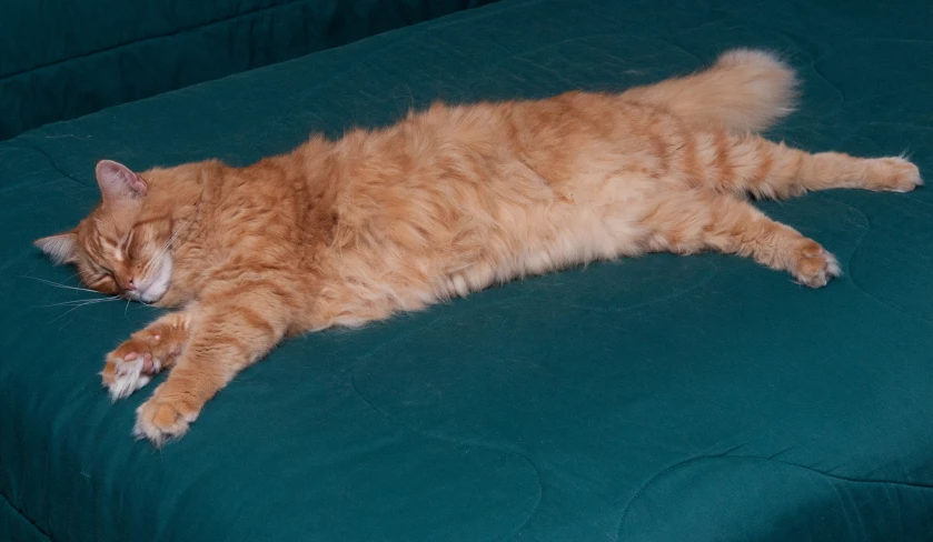 a big orange cat sleeping on a green couch
