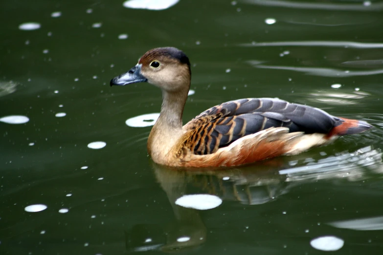 a duck is swimming on the water in the water