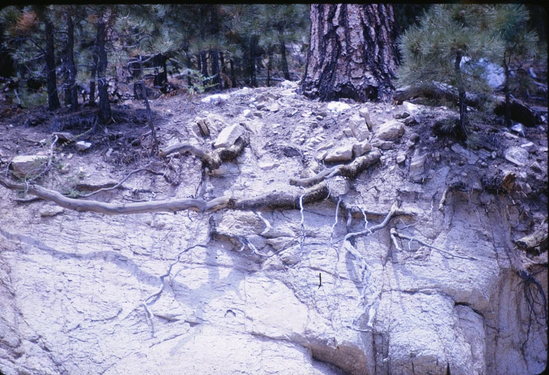 a very big rocks with some trees on it