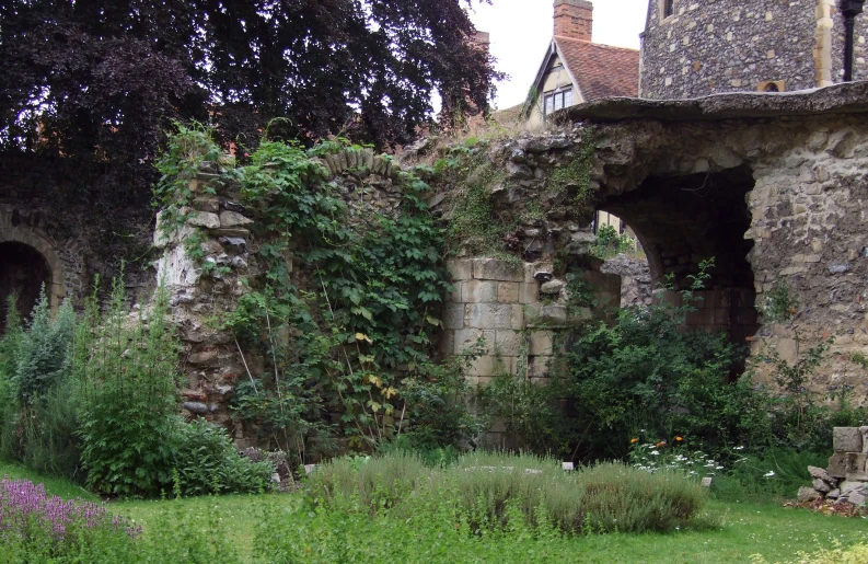 overgrown garden with overgrown vines in a stone wall