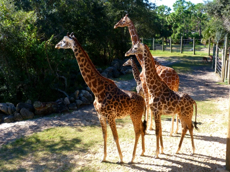 a group of four giraffe standing next to each other