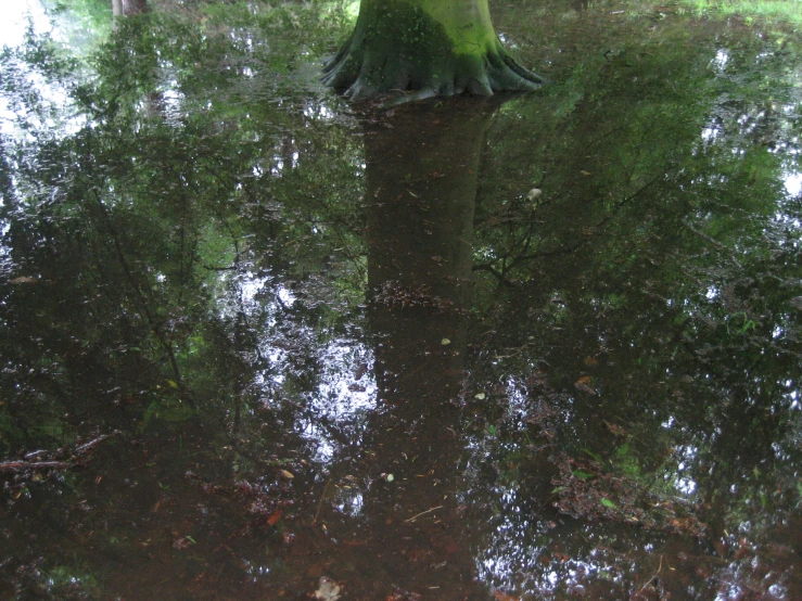 a person standing near a body of water in a forest