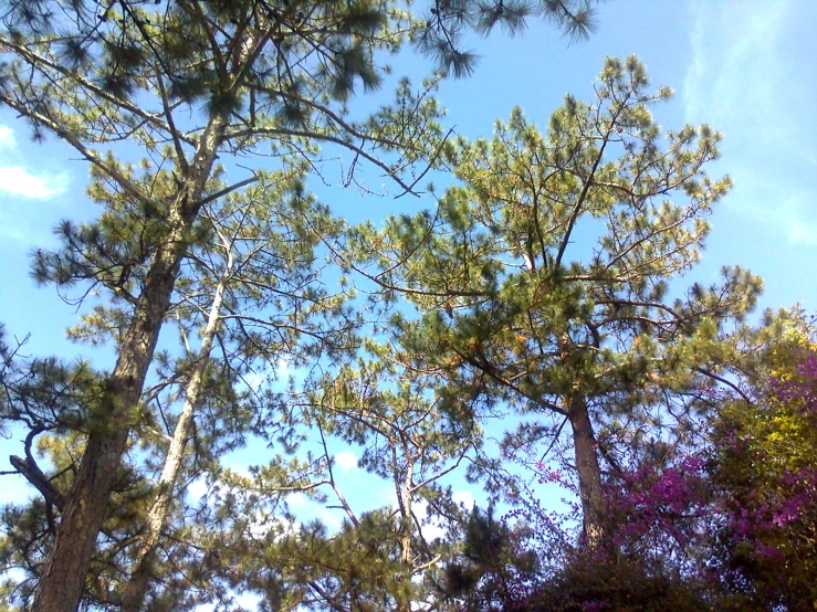 a view of trees in a green field with blue sky