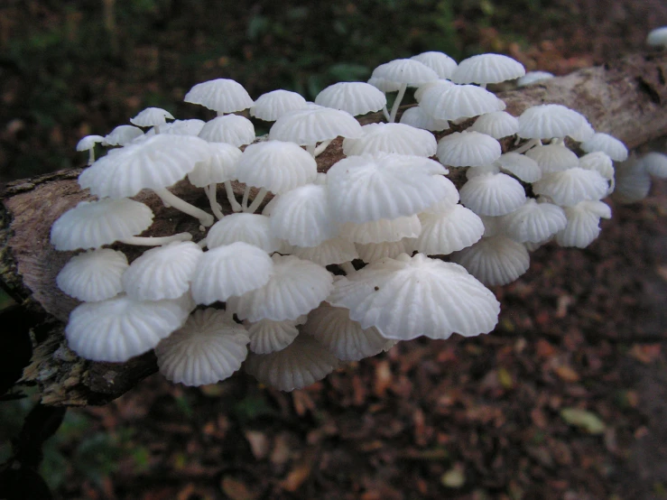 a bunch of white mushrooms sitting on a tree nch