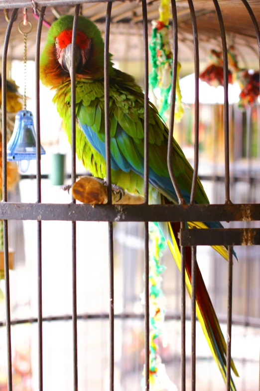 the colorful parrot is perched inside of the birdcage