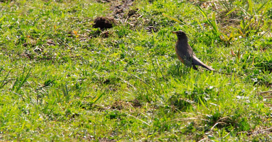 a small bird sitting in the grass with a blurry look on its face