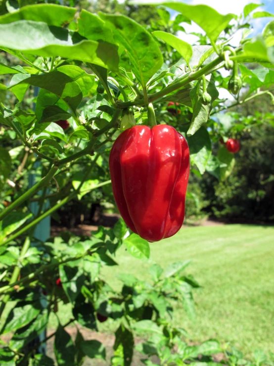 a pepper hanging from the tree, in the garden