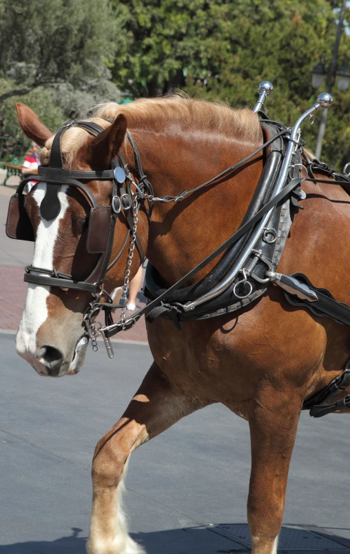 horse with harness moving along the pavement near buildings