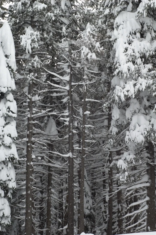 trees covered in snow stand in front of a forest