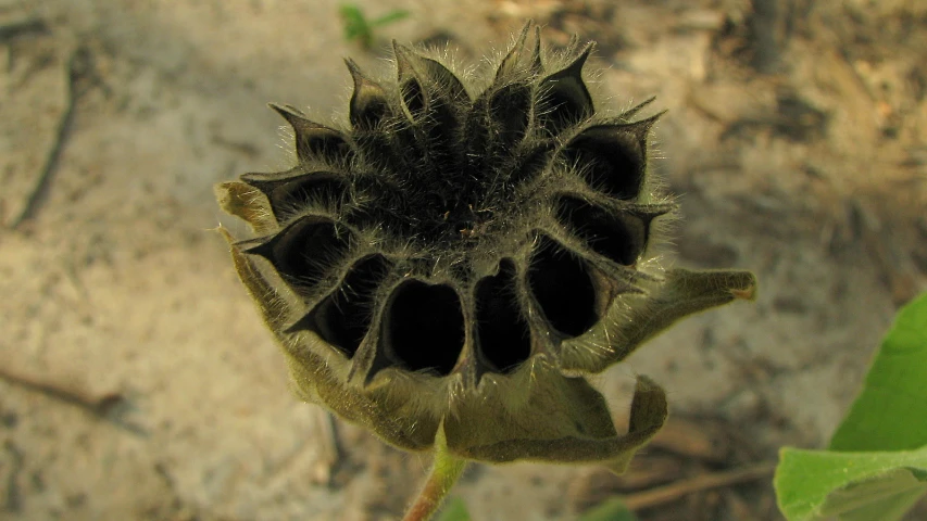 a dead flower in the ground with water droplets