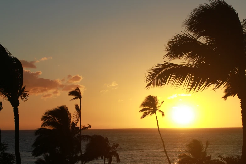 an orange sunset with palm trees in silhouette