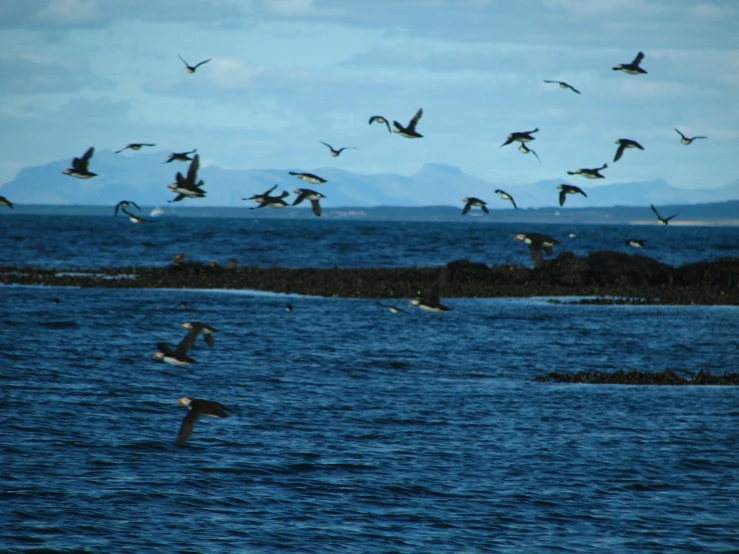 a flock of seagulls fly over the water