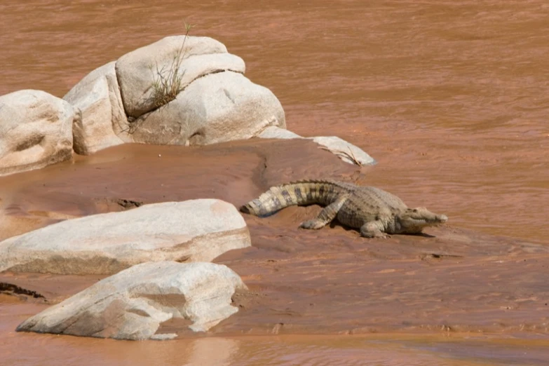 an animal sitting in the mud near rocks