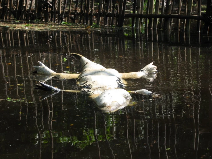 a white bird swimming on top of water