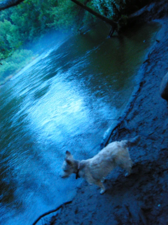 a dog in the rain walking along a river