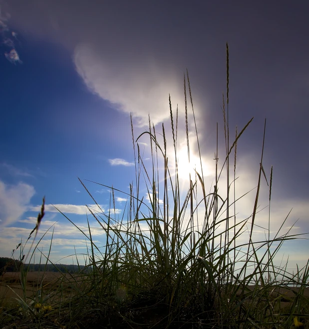 the sun peeking through some dry grass in front of a cloudy sky