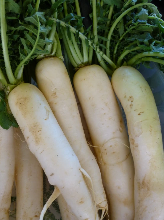 several white radishes with green leaves and stems