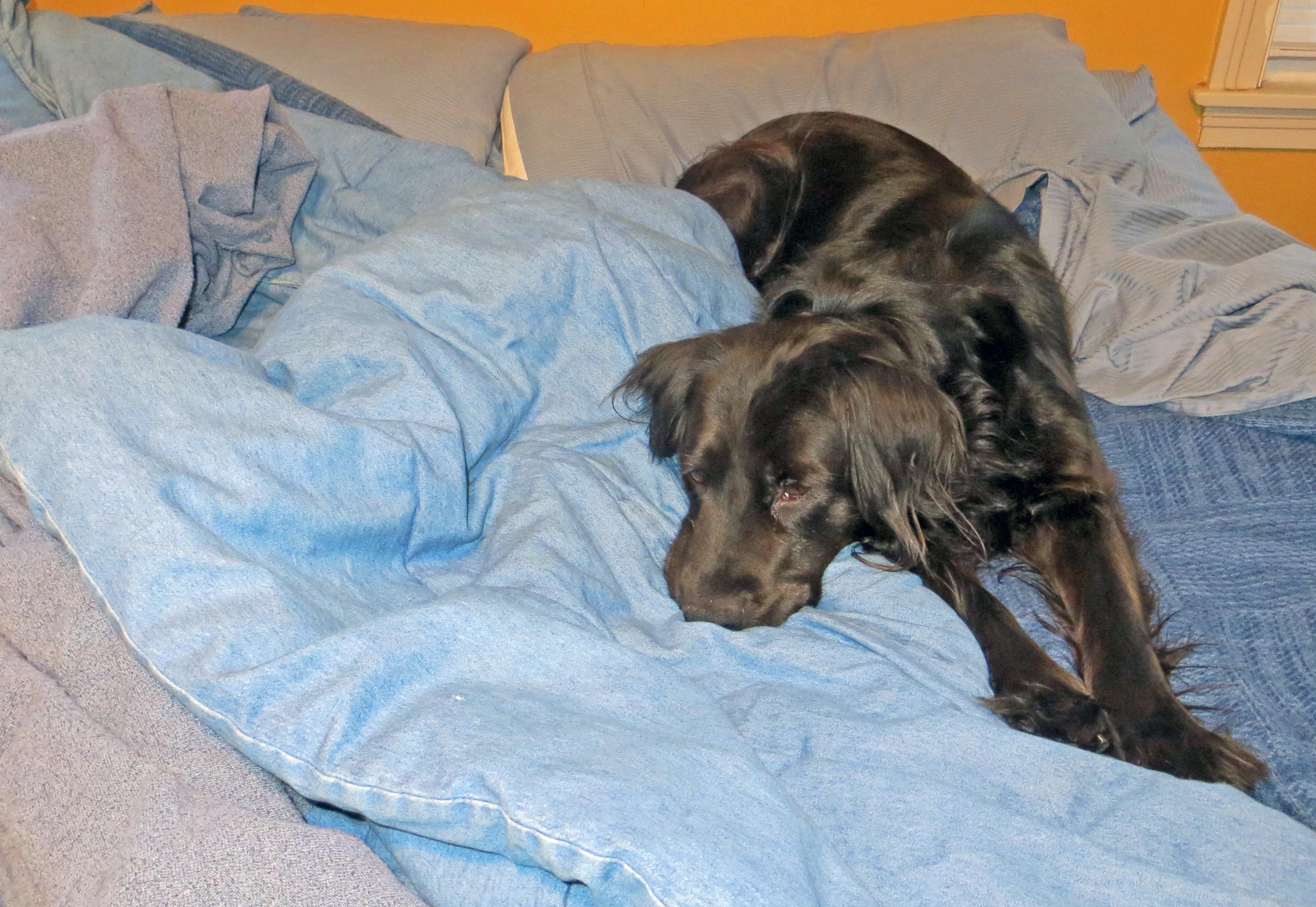 a black dog sleeping on blue blankets on a bed