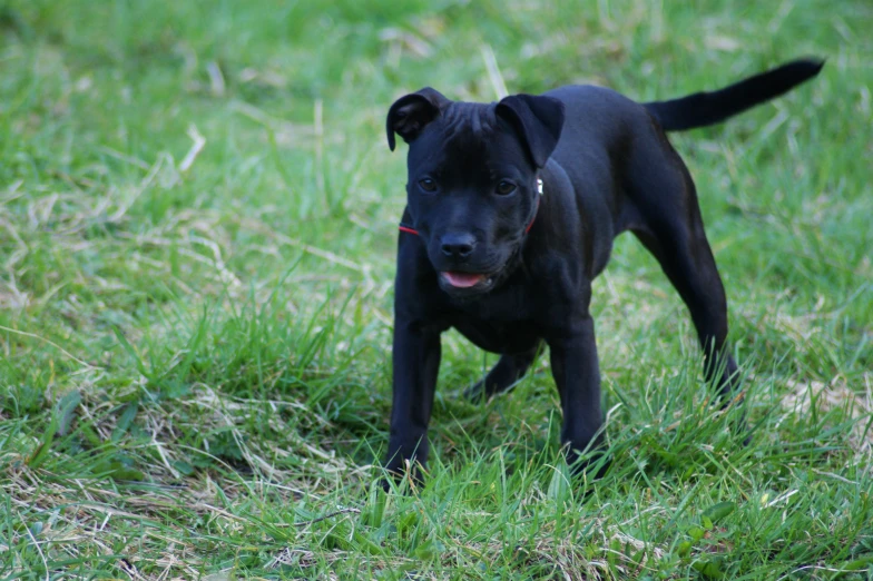 a black puppy stands on a green grassy field