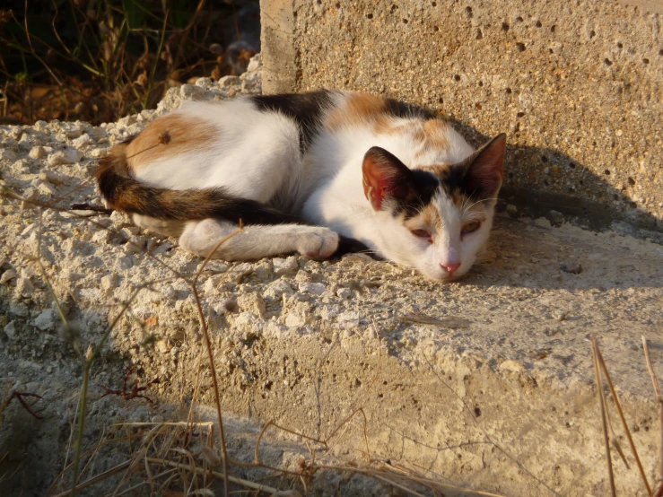 a cat laying down on a stone slab