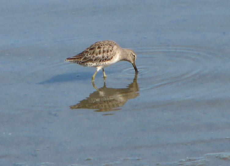 a bird with its reflection on a water surface