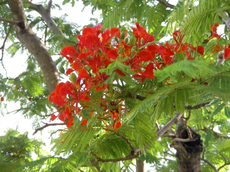 red flowers growing on top of green leaves